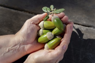 Hands cupping fresh green acorns and an oak leaf on a wooden background, representing nature,