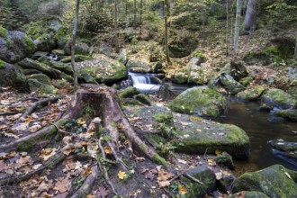 A tree stump lies on mossy stones, surrounded by autumn leaves and a small river, Höllfall