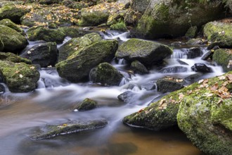A small stream flows over mossy stones in the autumnal forest, Höllfall Arbesbach Waldviertel Lower