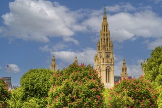 The neo-Gothic town hall with reddish blossoming chestnut trees in front of it, Vienna, Austria