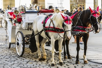 Horse-drawn carriage with mold and rappen in front of the Hofburg Imperial Palace, Vienna, Austria
