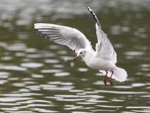 A black-headed gull in flight, Ruhrpott, North Rhine-Westphalia, Germany