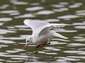 A black-headed gull flying just in front of diving into water, Ruhrpott, North Rhine-Westphalia,
