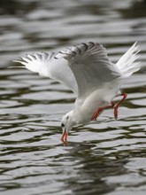 A black-headed gull fishing just in front of diving into water, Ruhrpott, North Rhine-Westphalia,