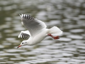 A black-headed gull swooping, Ruhrpott, North Rhine-Westphalia, Germany