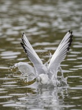 A black-headed gull dives into water, Ruhrpott, North Rhine-Westphalia, Germany