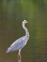 A gray heron stands in shallow water, Ruhrpott, North Rhine-Westphalia, Germany