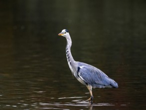 A gray heron stands in shallow water, Ruhrpott, North Rhine-Westphalia, Germany