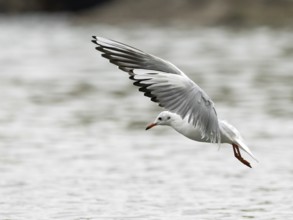 A black-headed gull fishing, Ruhrpott, North Rhine-Westphalia, Germany