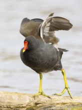 A pond claw during plumage care, Ruhrpott, North Rhine-Westphalia, Germany