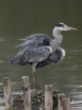 A gray heron shakes its plumage, Ruhrpott, North Rhine-Westphalia, Germany