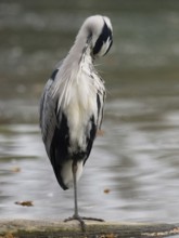 A gray heron taking care of plumage, Ruhrpott, North Rhine-Westphalia, Germany