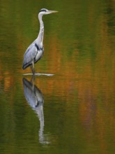 A gray heron is reflected in water in autumn, Ruhrpott, North Rhine-Westphalia, Germany