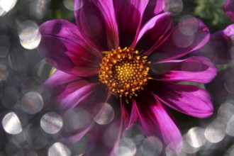 Dahlia with beautiful bokeh, autumn, Germany