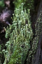 Lichen in the forest, autumn time, October, Germany