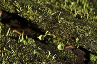 Lichen in the forest, autumn time, October, Germany