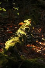 Mosses and lichens in the forest, autumn, Germany