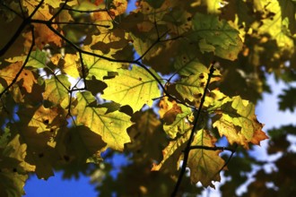 Autumn colors, Golden October, Germany