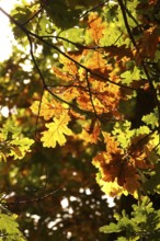 Autumn colors, Golden October, Germany