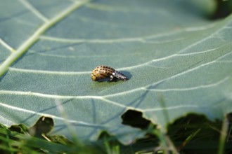 Poplar leaf beetle, larva, autumn, Germany