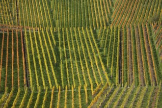 Autumn vineyard lines on the wine trail on Kappelberg near Fellbach - Stuttgart