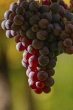 Ripe grapes in autumn vineyard on Kappelberg in Fellbach