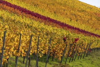 Autumn vineyard lines on the wine trail on Kappelberg near Fellbach, Stuttgart