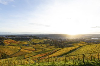 Vineyards on the Kappelberg in Fellbach in the golden light of sunset with views of Stuttgart and