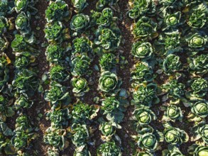 Top down view of red and green cabbage field from a drone, Devon, England, United Kingdom