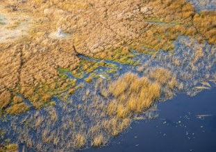 Goliath heron (Ardea goliath) flying over marshland along a river, marshland and shore with termite