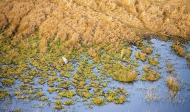 Goliath heron (Ardea goliath) flying over marshland along a river, marshland, aerial view, Okavango