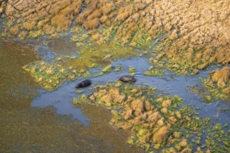Hippos (Hippopatamus amphibius) in water, marshland, marshland, aerial view, Okavango Delta,