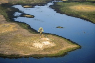 River landscape with palm tree, savanna landscape with yellow grass, aerial view, Okavango Delta,