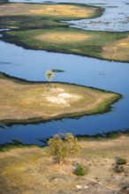 River landscape with palm tree, savanna landscape with yellow grass, aerial view, Okavango Delta,