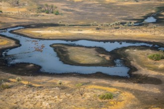 River landscape with palm trees, savanna landscape with yellow grass, aerial view, Okavango Delta,