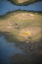 Striped gnu (Connochaetes taurinus), flock on the riverbank, river landscape, aerial view, Okavango
