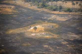 Savanna landscape with burnt grass and palm tree, aerial view, Okavango Delta, Botswana