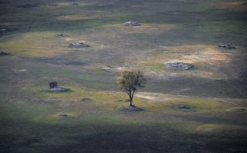 Savanna landscape with single tree, aerial view, Okavango Delta, Botswana