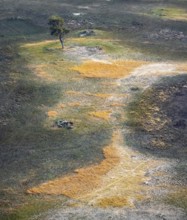 Savanna landscape with yellow grass, aerial view, Okavango Delta, Botswana