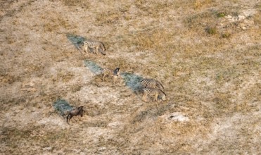Steppe zebra (Equus quagga), savanna landscape, aerial view, Okavango Delta, Botswana
