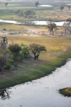 African elephant (Loxodonta africana), eating leaves, on riverbank, savanna landscape, aerial view,