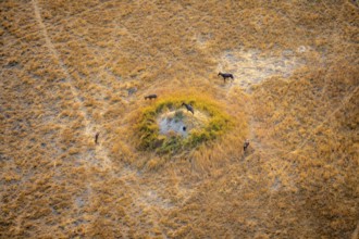 Tsessebe (Damaliscus lunatus), group on a termite hill, savanna with yellow grass, aerial view,
