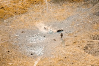 Steppe zebras (Equus quagga) rolling in dust, savanna landscape with yellow grass, aerial view,