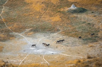Steppe zebras (Equus quagga), savanna landscape with yellow grass and termite hills, aerial view,