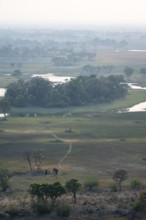 River landscape with two African elephants (Loxodonta africana), aerial view, Okavango Delta,