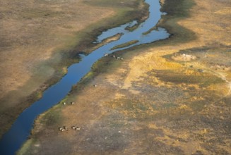 River landscape in savanna with steppe zebras (Equus quagga), aerial view, Okavango Delta, Botswana