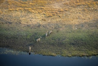 Steppe zebras (Equus quagga) drinking by the river, aerial view, Okavango Delta, Botswana