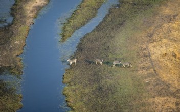 Steppe zebras (Equus quagga), on the river, aerial view, Okavango Delta, Botswana