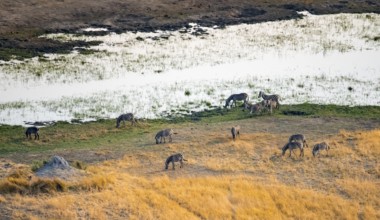Steppe zebras (Equus quagga), riverbank, aerial view, Okavango Delta, Botswana