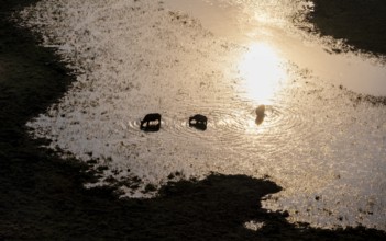 Kaffir buffalo (Syncerus caffer caffer), three animals in the river, in backlight, aerial view,
